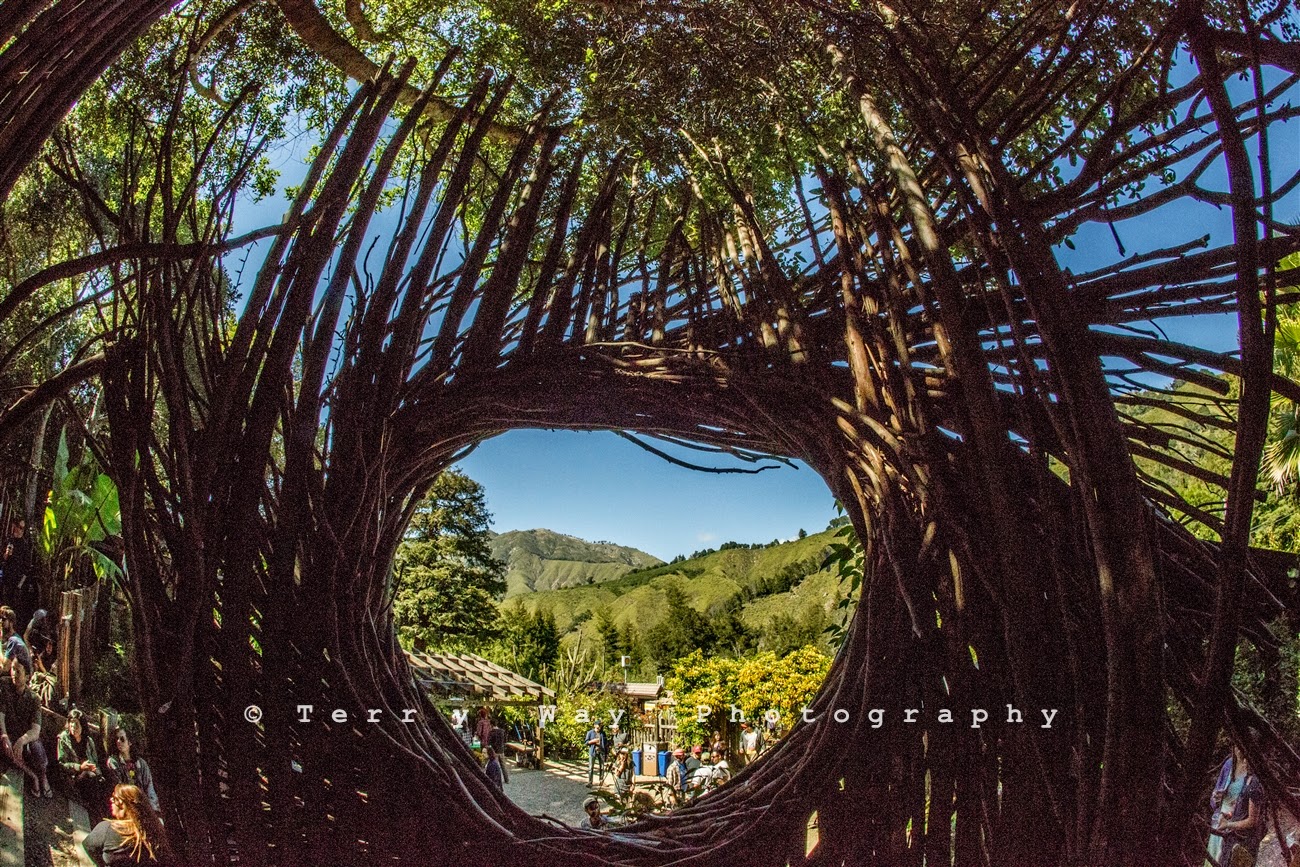 Terry Way Photography Santa Cruz Photographer Woodsist Big Sur