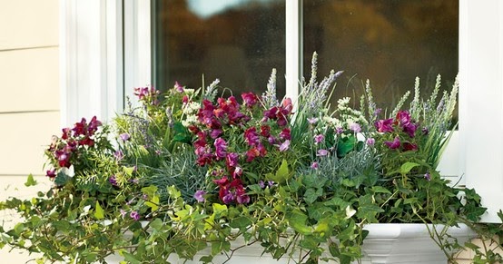 Xardinnova: PEQUEÑOS JARDINES EN LA VENTANA