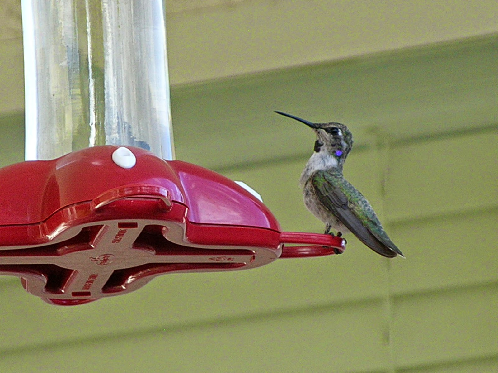 Hummingbirds In Las Vegas Hummingbirds not at my feeder guest