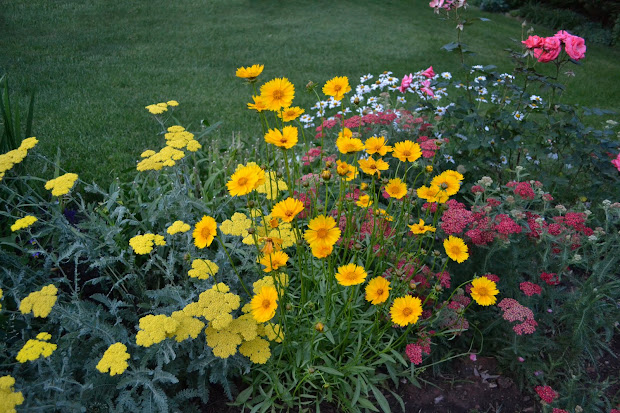 flowers and nature in garden