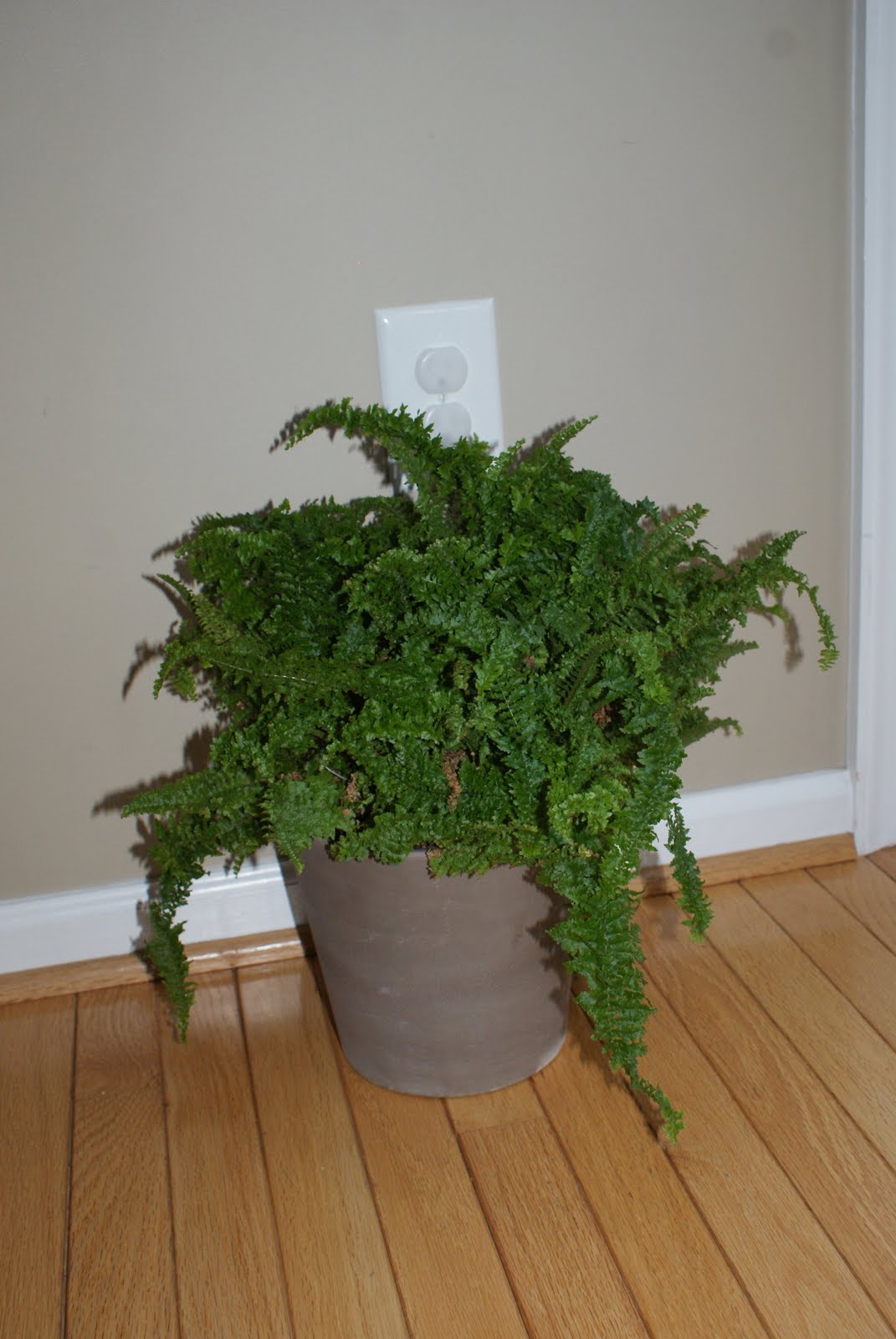 26 Luxury Indoor Plant Oxygen garden plants