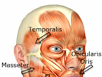 Facial Muscles Diagram Facial Muscles Diagram