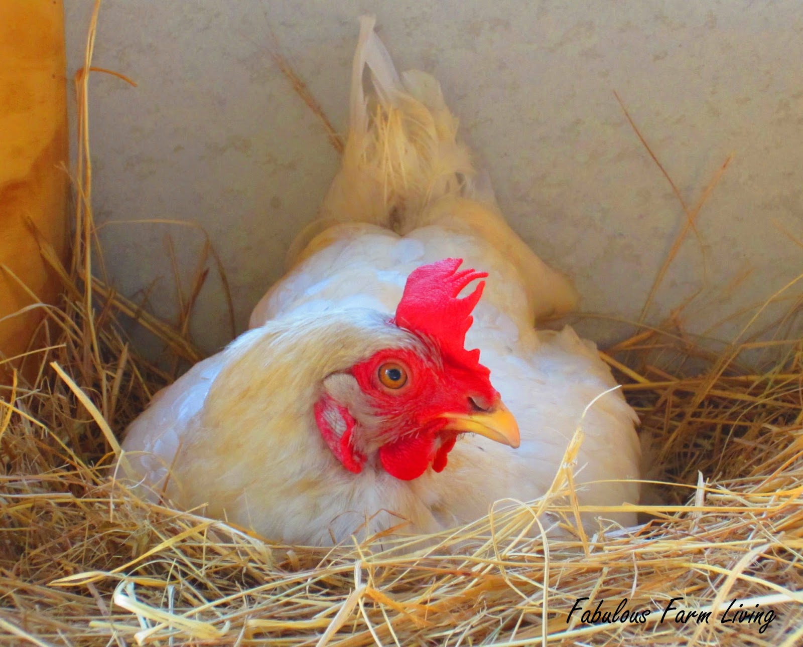 Fabulous Farm Living Chickens for fresh eggs