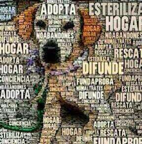 FACE "ADOPCIONES ARAGON" Y EN TWITTER POSTEAMOS LAS CAMPAÑAS DE ESTERILIZACION @ADOPCIONARAGON