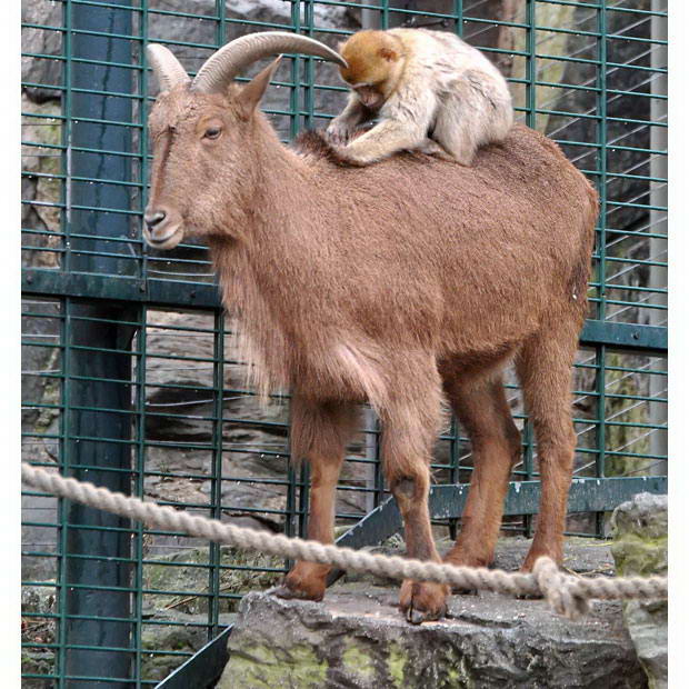 monkey-goat.jpg