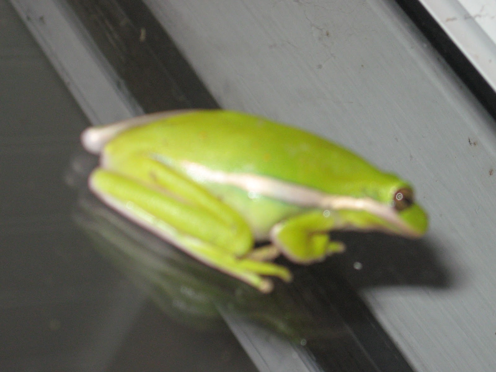 Prime Pest Solutions: Green Tree Frogs!