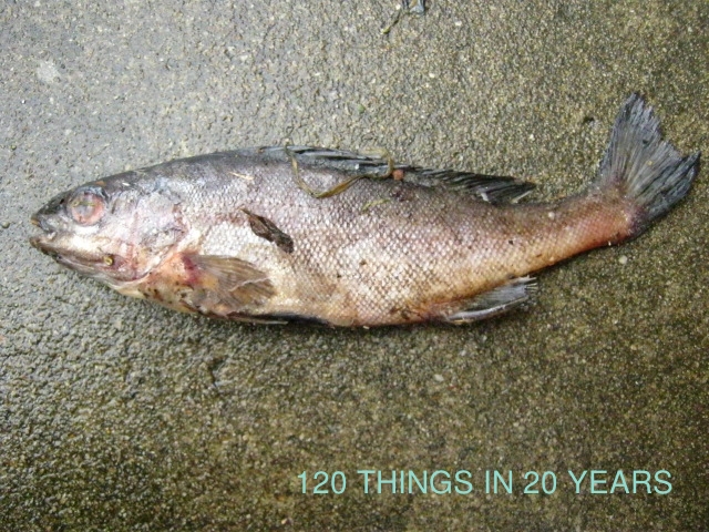 120 things in 20 years: Aquaponics - Fish death