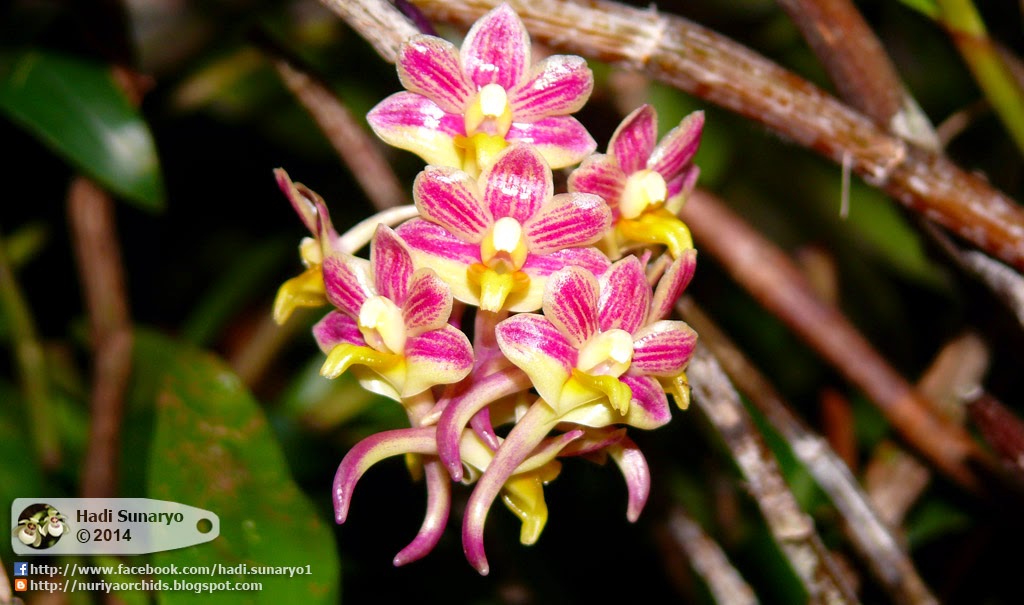 Hadi Orchids Nuriya Orchids 2014