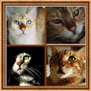 My four cats
