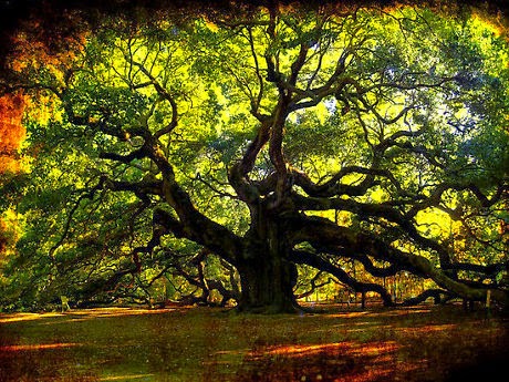 Pohon Oak Malaikat Pohon Oak Malaikat