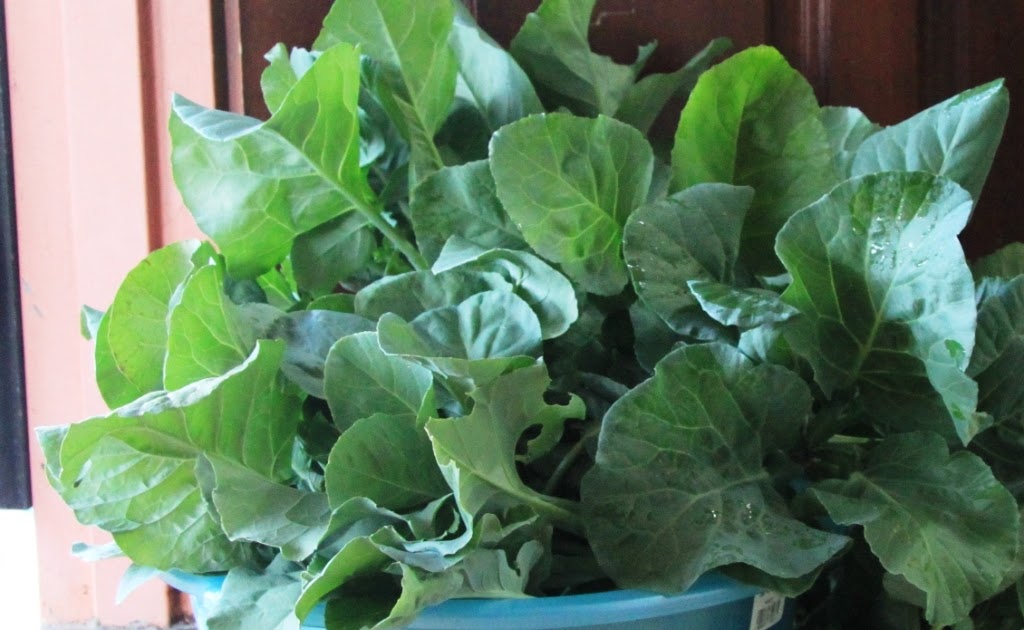 My little vegetable garden Harvesting Kale or Kailan