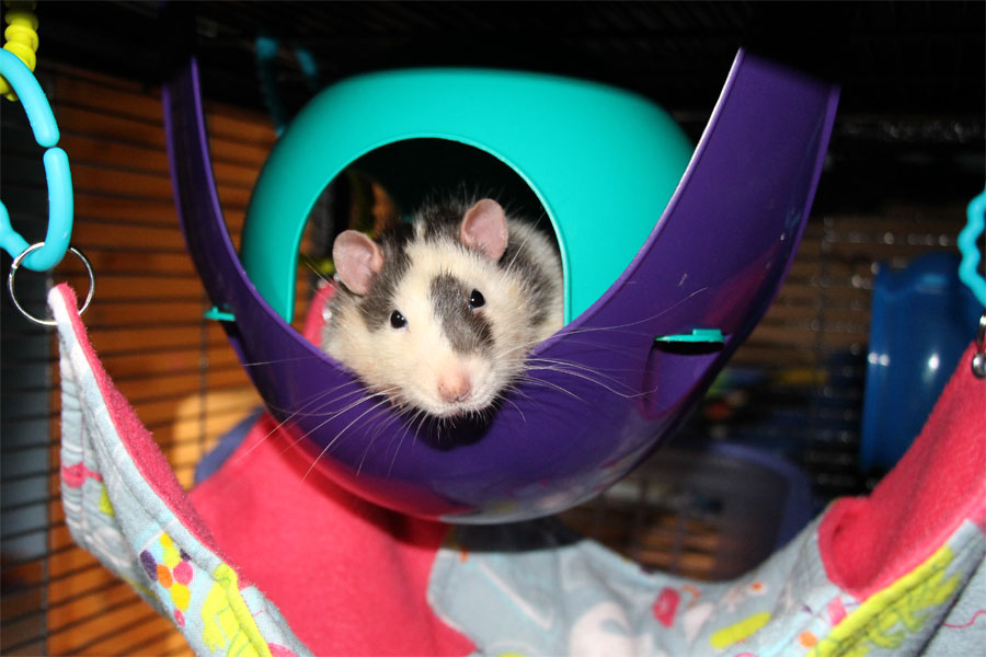 Ratropolis Rat Cage Accessories The Lixit Critter Space Pod