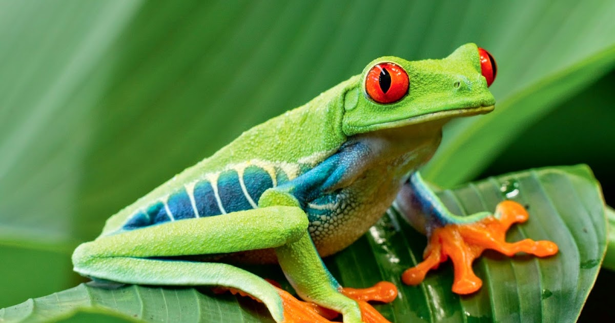 Hayat Renklerim: Kurbağaların derisi neden nemlidir?