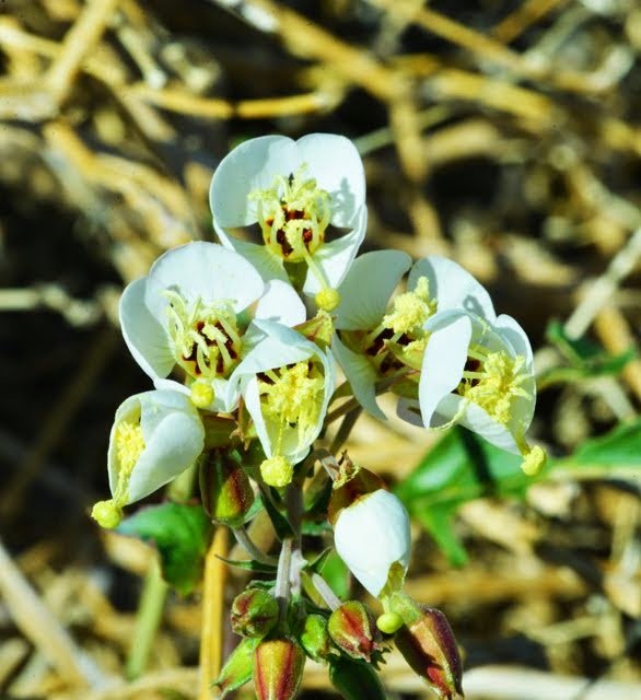 Brown-eyed Evening-Primrose Camissonia claviformis_1480