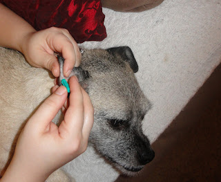 My Old Dog Always Has An Ear Infection My Old Dog Always Has An Ear Infection