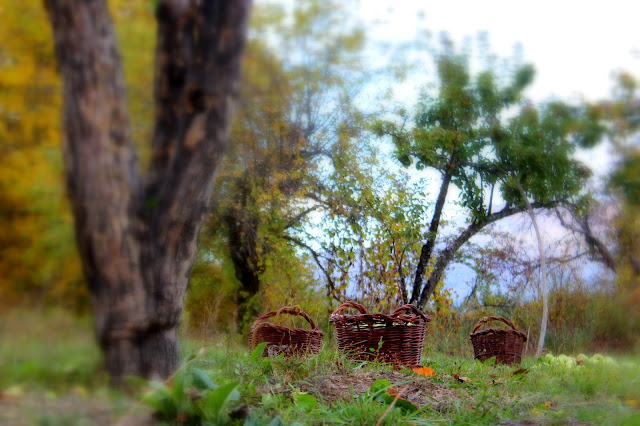 Cestas de manzanas