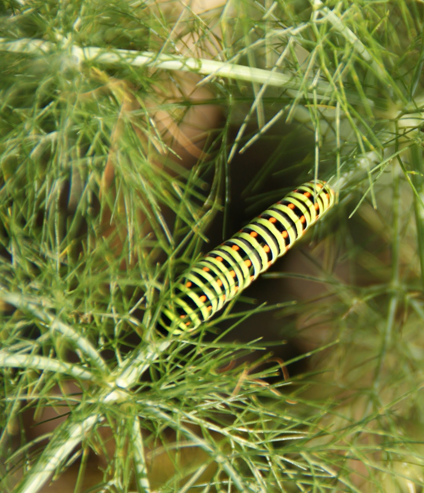 Landing in Normandy Swallowtail butterflies and a fennel bush