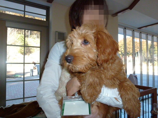 オーストラリアン ラブラドゥードル ｓｎｏｏｐｙと愉快な仲間たち アンジェラの妹