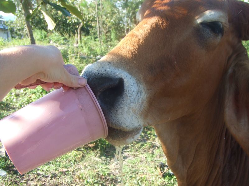 Sowers4Pastors: Our weird cow . . . again