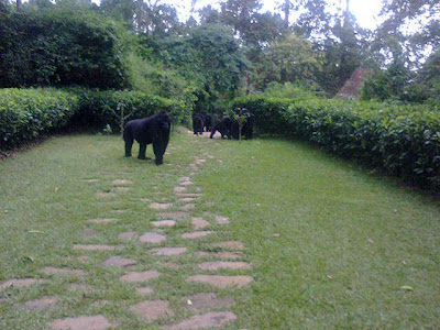 A mountain Gorilla Family all of a sudden just decided to visit Bwindi Lodge, sending all visitors into scampers! Here are some of the photos we managed to take from the scene.  Just remember, Gorillas and Wildlife Safaris Uganda still beats anyone's record in offering the lowest cost gorilla tracking and wildlife safaris. Enjoy!!