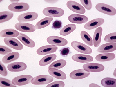 Amphibian Blood Smear