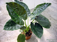 Alocasia wentii