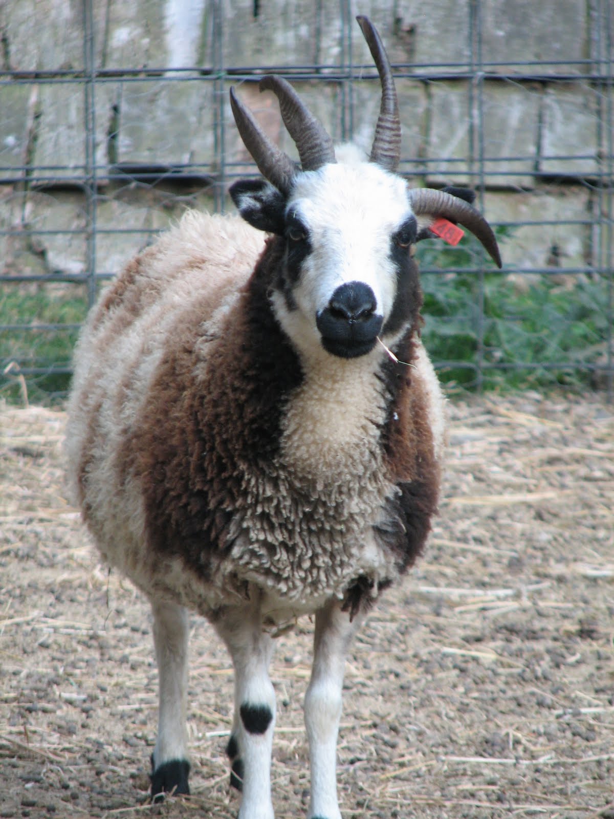 Spotted Sheep Shop Sheep For Sale