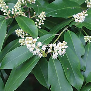 P R Landscaping Inc Landscape Plants A K Click On Image For Cherry Laurel Native Tree That Can Be Maintained As A Large Hedge Small White Spring Flowers