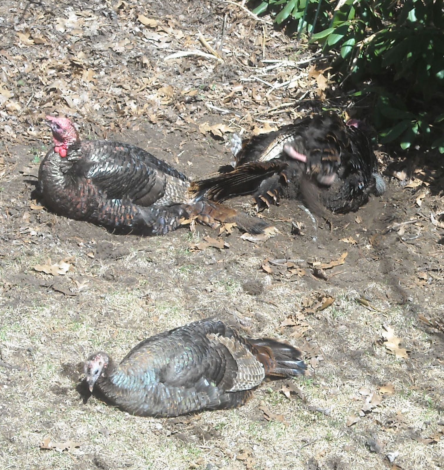 Nature Is My Elixir Turkeys love their dust baths