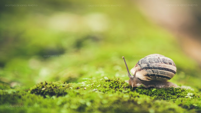 lumaca, snail, pioggia, rain, Natura Ischia, foto Ischia, Macro Ischia, 