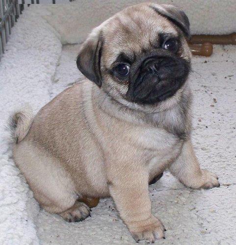 Cute Puppy Dogs: Cute Pug Puppies