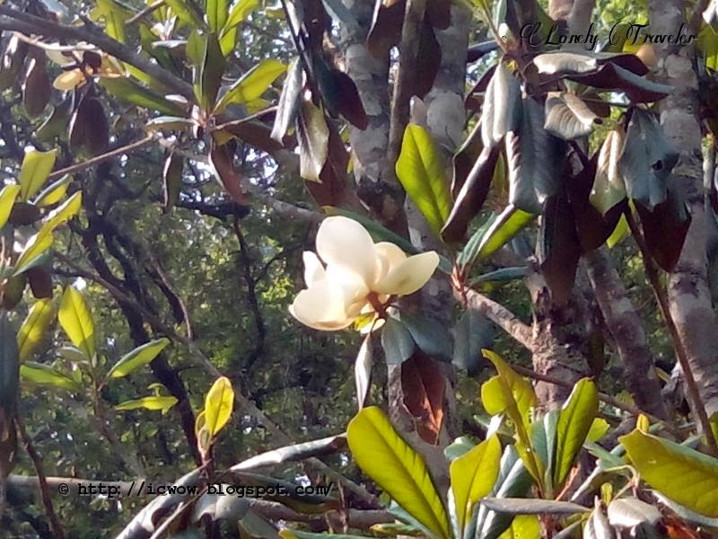 Godawari Botanical Garden Nepal