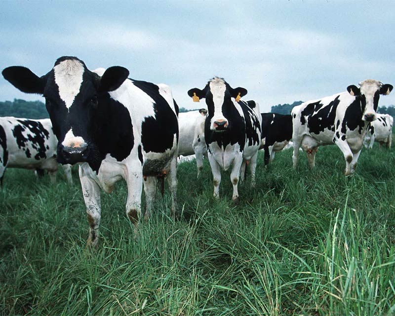 Tentang Akoe Manajemen Sapi Perah Pada Peternakan Rakyat