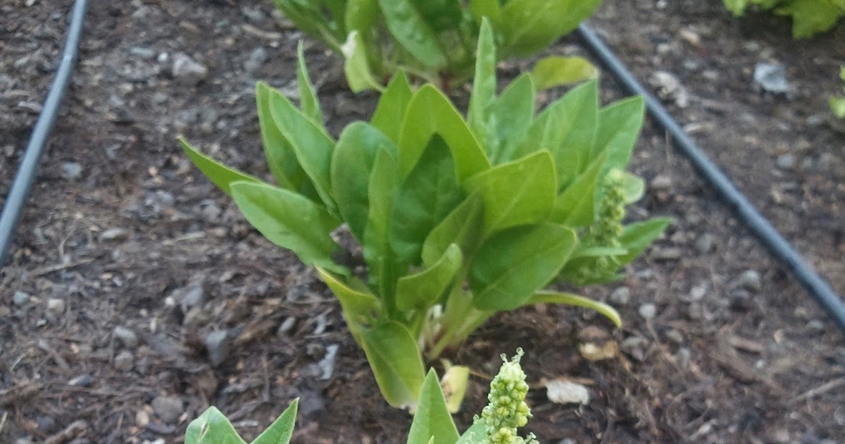 The Gnome Knows Best Hello Bolting Spinach
