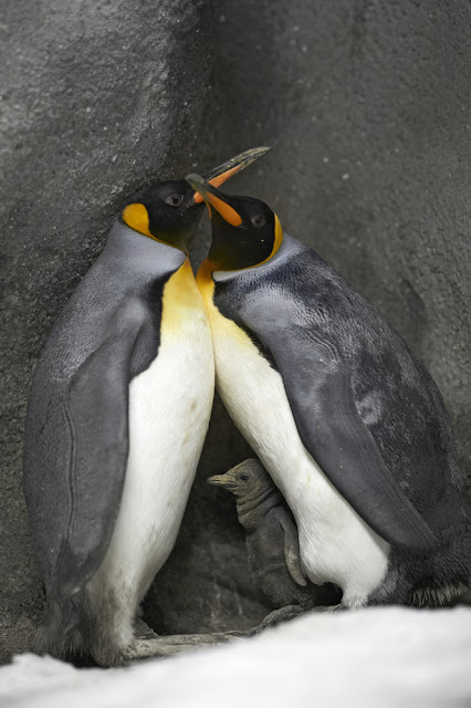 White Wolf : Denmark's Gay Penguins Become Fathers (Photos)