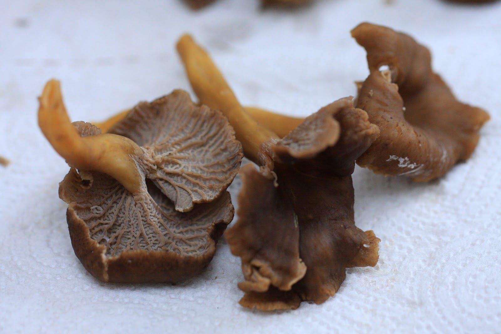 Finn Cuisine Suppilovahverokeitto (soupe aux chanterelles en tube)