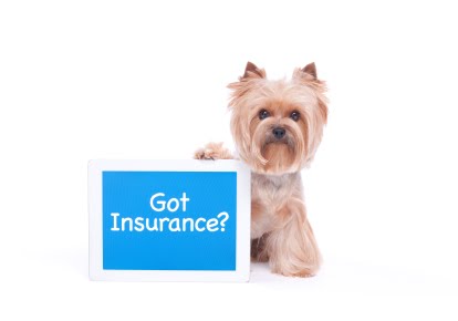 Pet Insurance..