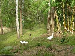 Natural Fertilisers-Geese