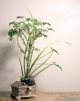 Pelargonium Capitatum, Drusaim, Attar of Roses bonsai in handpainted Chinese pot