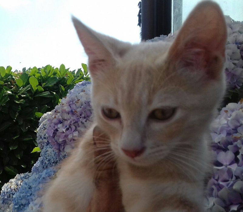Cuoredicane Cuccioli Di Gatto Uno Nero E Uno Rosa Cercano Casa