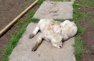 Tales From The Rock: Garden ornaments