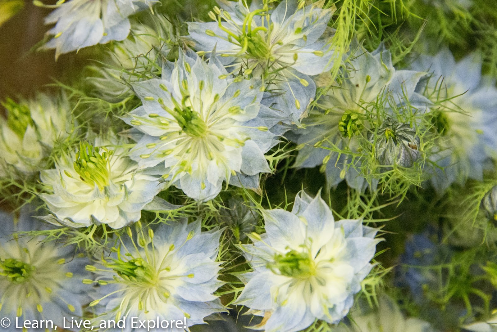 A Day of Flowers From the Wholesaler to a Arrangement