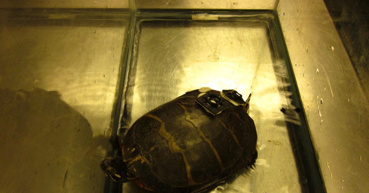 Virginia Fishes: Turtle census part 3: guest blog by Susan Summers