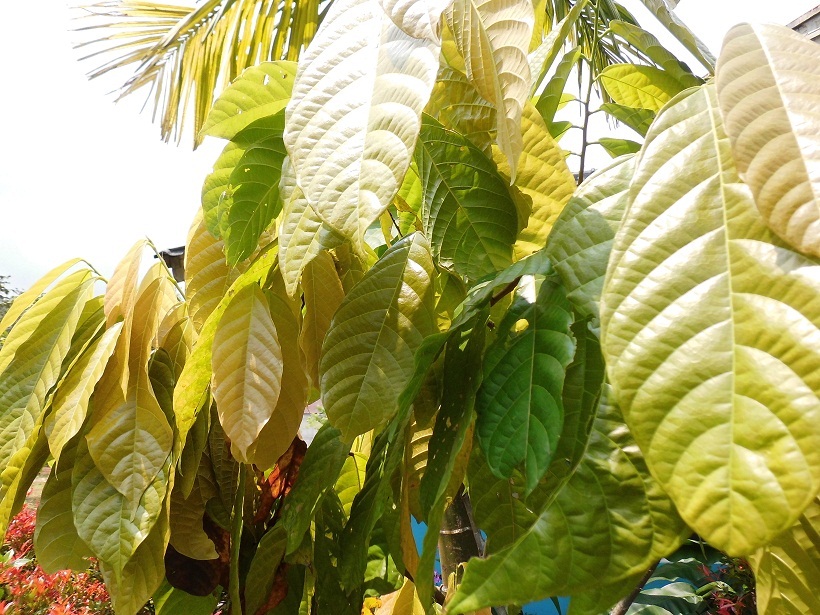 Exotic Plants in Indonesia Kakao