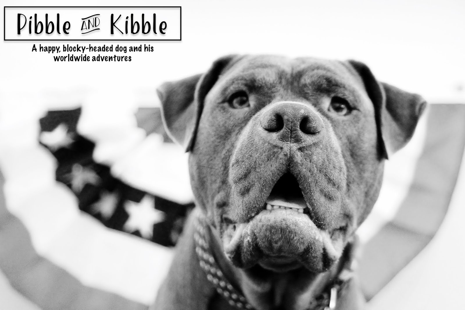 Pibble and Kibble