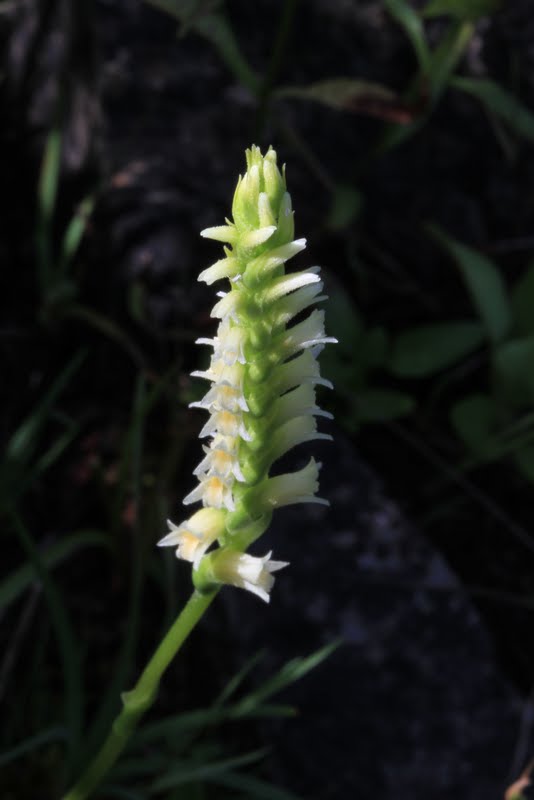 Native Orchids of the Pacific Northwest and the Canadian Rockies