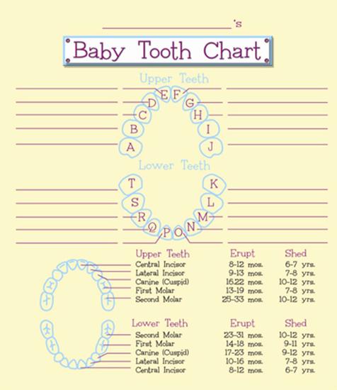 Gorgeous image in baby teeth chart printable Exceptional image inside baby teeth chart printable