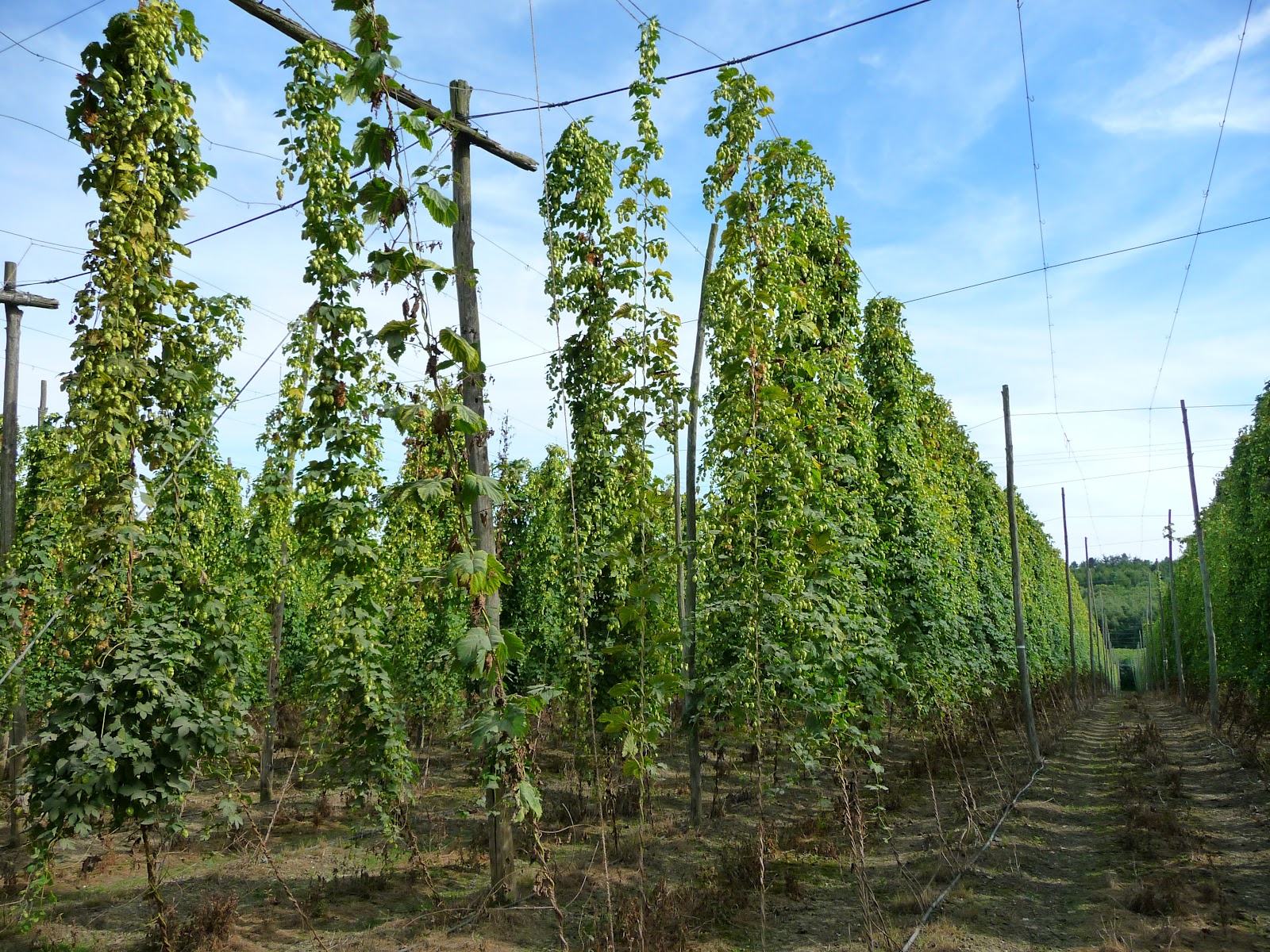 Ed's Beer Site A visit to a hop garden