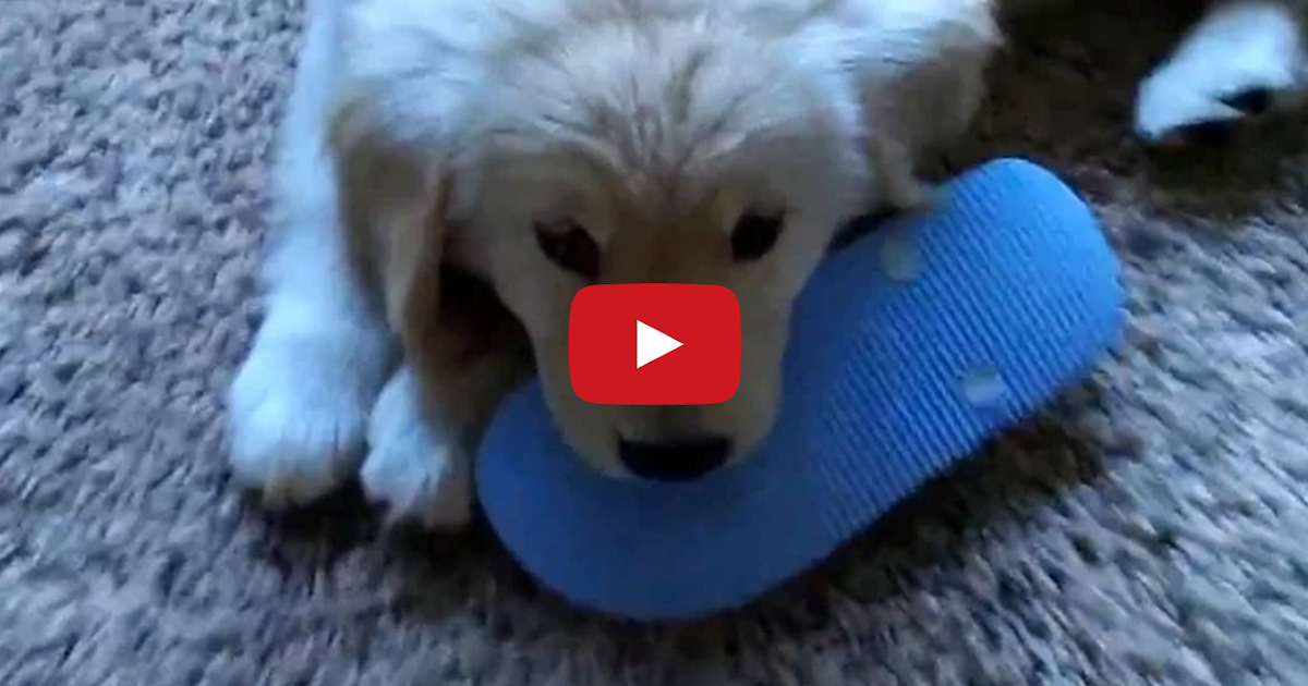 Tastefully Offensive A Compilation of Cute Puppies