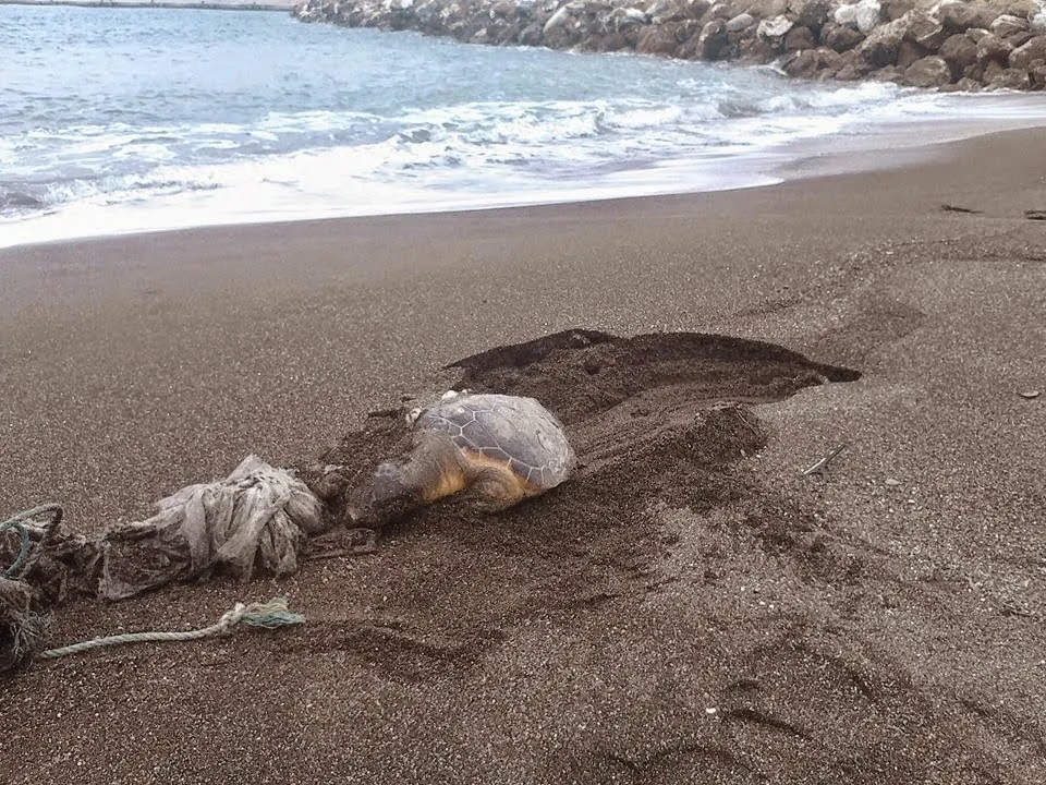 Μαντούδι: Ξεβράστηκε νεκρή θαλάσσια χελώνα στην παραλία Κυμάσι! ΦΩΤΟ
